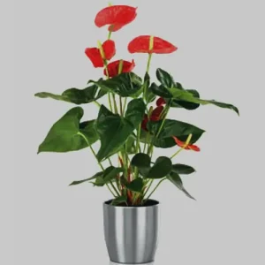 anthurium plant in pot