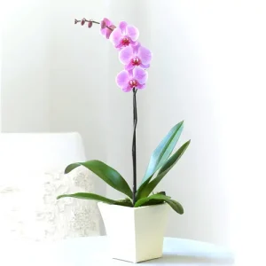 orchid single stem