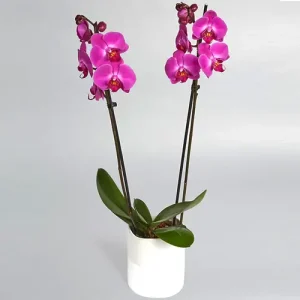 pink orchid plant